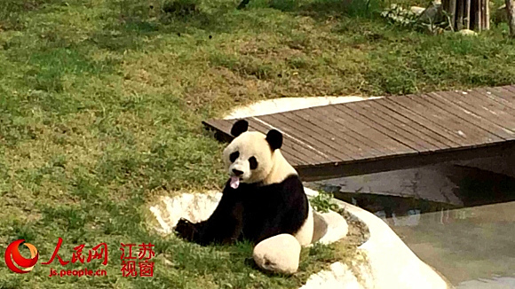 办？一起来看看如何正确使用眼霜AG旗舰厅入口有了黑眼圈怎么(图1)